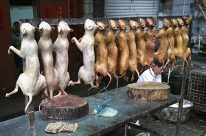 Dog-Meat-In-Chinese-Market 3