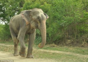midnight rescue operation to free Raju the elephant1