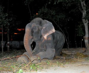 midnight rescue operation to free Raju the elephant2