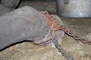midnight rescue operation to free Raju the elephant3