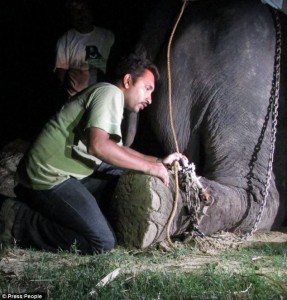 midnight rescue operation to free Raju the elephant4