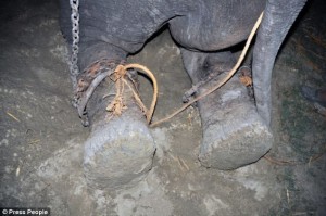 midnight rescue operation to free Raju the elephant5