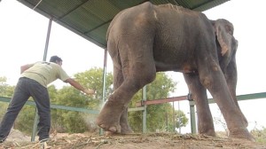 raju-elephantnew girl friend2