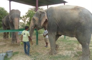 raju-elephantnew girl friend3