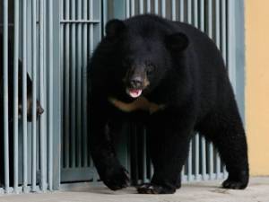 Bear in China zoo bites off nine-year-old boy's arm 1