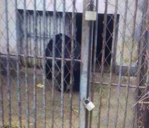 Bear in China zoo bites off nine-year-old boy's arm 5