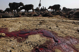 Mass-animal-sacrificeNepal-7