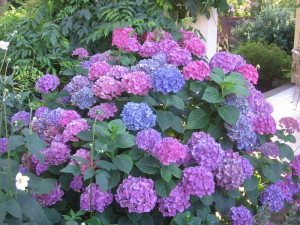 poisonous plants in your garden1