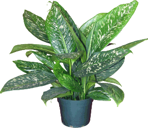 poisonous plants in your garden2