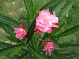 poisonous plants in your garden3