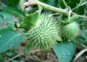 poisonous plants in your garden4