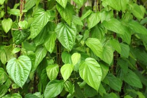 betel