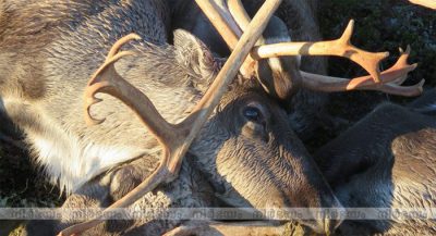 Lightning-Kills-More-Than-300-Reindeer-in-Rare-Mass-Death