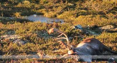 Lightning-Kills-More-Than-300-Reindeer-in-Rare-Mass-Death