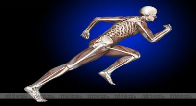 bones(1)