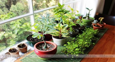 plants (1)