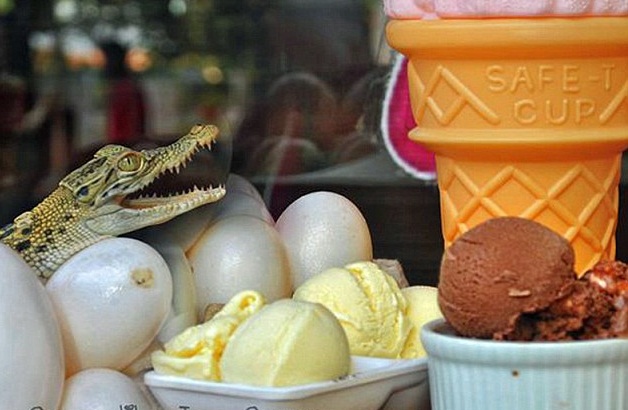 Ice cream made from crocodile eggsNirbhayam.com